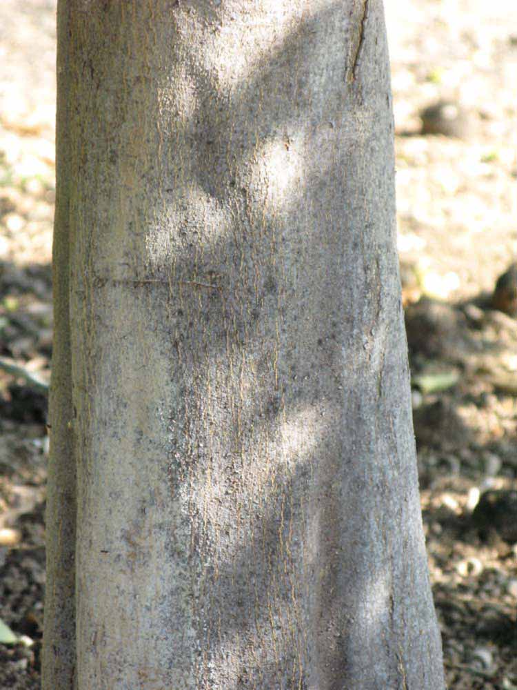            Bark (Riverside, CA)   